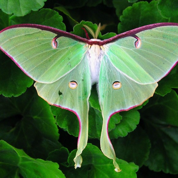 alpinemoth